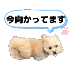 Saru_20260504095242