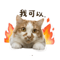 阿喵生活日記