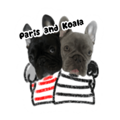 paris and koala