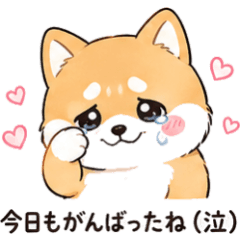Clingy Crybaby Shiba Inu