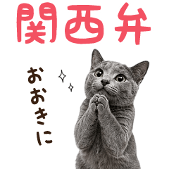 Kansai dialect  Honwaka Russian blue