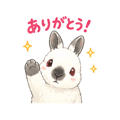 Ayuzo, the Netherland Dwarf rabbit
