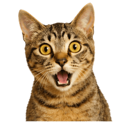 Kiki the Tabby Cat