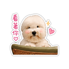 棉花面紗犬-六六