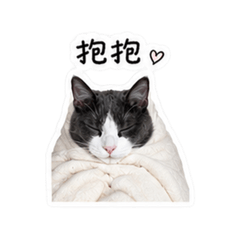 Adam Meow Meow