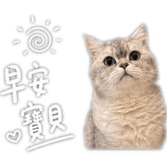 kumobabycat