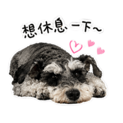 Shadow Schnauzer