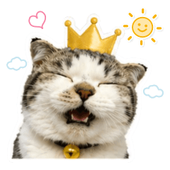 Vincent is the Cat