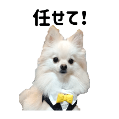 Pomeranian Haruno_20260430133013