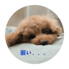 KatsuDon_20260502093532