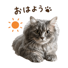 Taiganyan_20260502112039