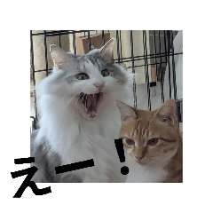 nekoya_20260502151001