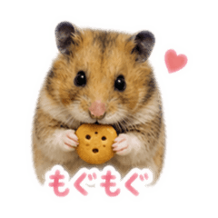 Koto._20260502131325