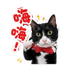 我家可愛的三隻小貓們