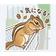 Chipmunk Collection