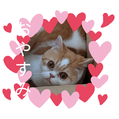 neko@0701_20260502110250