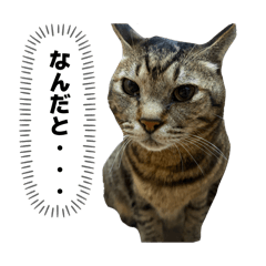 Chikuwa_20260502110649