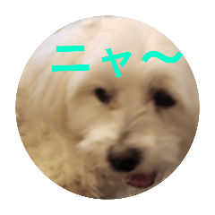 maru_20260502140354
