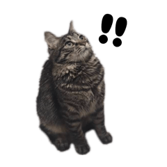 CUTE CAT "MUGI"3