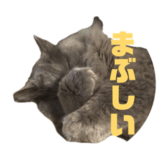 Blue Tabby Cat_20260502114042