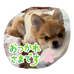 SIMBA_20260502182438