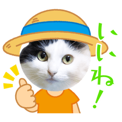 sarnya3_20260502123129