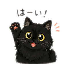 Featuring My Beloved Cat "Fu-ta"