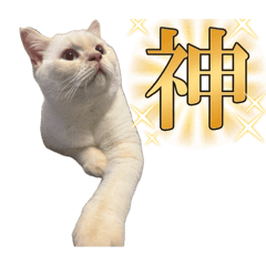 surachoco_20260502124353