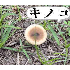 oden_20260502134517