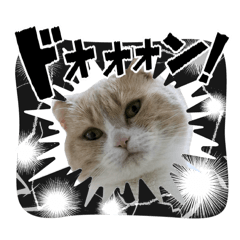 bonnu1128