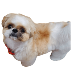 Shih Tzu Ponta