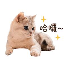 草莓ちゃん