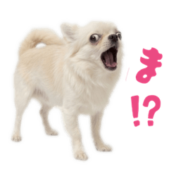 Sweet & Spicy Tsundere Chihuahua
