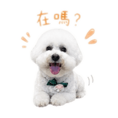 KUMA桑