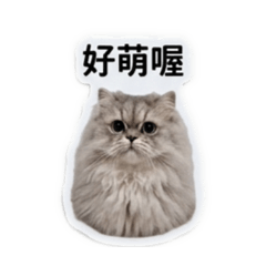 哺哩meow