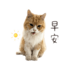 加菲的日常