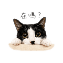 我是小奧里