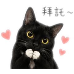 芝麻咪
