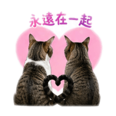 藕咦島輝❤️❤️