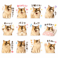 Calico Siberian Cat Heine Daily Stickers