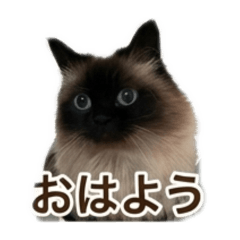Himalayan Cat: Everyday Greetings
