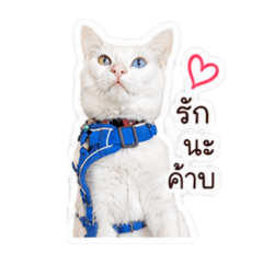 VarCat_20260501152225