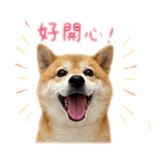 小柴金LuLu