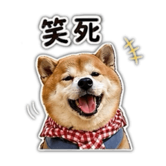 蘇Coby柴柴