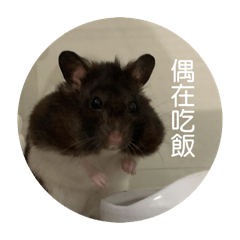 鼠貓混合雙打