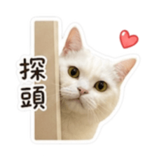 阿寶卡哇伊