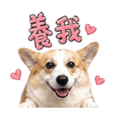 柯基錢錢日常貼圖