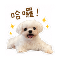 片片狗的日常