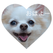 LOVE Chihuahua (HAPPY)