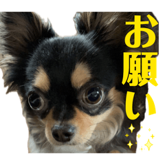 Chiaki_20260502204738